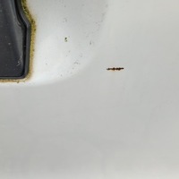 фото thumb №7, Дверь задние задняя левая сдвижные стекло dacia dokker