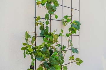 PERGOLA OGRODOWA METALOWA PODPORA DO ROŚLIN RÓŻ KWIATÓW KRATKA 65x170cm