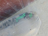 фото thumb №4, Підкрилок правий перед smart fortwo 99r