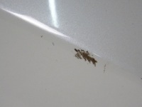 фото thumb №10, Micra k14 дверь правое задняя qnc teqnc белый