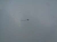 Дверь правое  перед передние jumper peugeot boxer fiat ducato 3 3 2006- 249 Киев, фото thumb