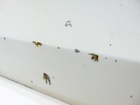 фото thumb №10, Дверь правое правый перед передние audi tt 8j цвет ly9c