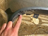 фото thumb №9, Mercedes w212 рестайлінг amg e клас 212 amg рестайлінг бампер переднє оригінальний