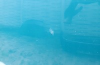 фото thumb №5, Капот крышка peugeot 306 lift poqy