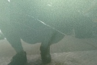 фото thumb №5, Kia sportage v дверь передние левая полный 2021-