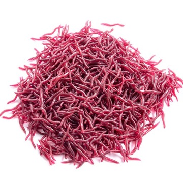 Искусственные черви RED EARTHWORTH Dendrobena DUNGEON 3,5см 100х