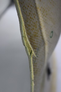 Стеля сіра bmw x1 f48 everestgrau 912770003 Зі Шроту, фото thumb