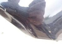 фото thumb №8, Крыло правый перед volvo c70 ii 452-26