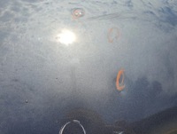 фото thumb №7, Капот кришка двигуна toyota avensis ii t25