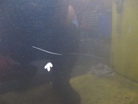 фото thumb №10, Citroen c4 picasso i дверь правое перед передний ezwd