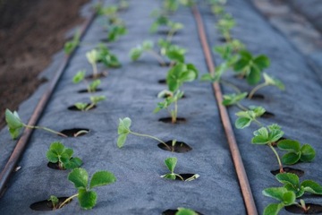 ТКАНЬ AGROTEX черная 160см х 100м 90г/м² мульчирование