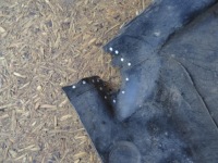 Audi a4 b8 8k накладка плита двигателя под двигатель 8f0863821 Киев, фото thumb