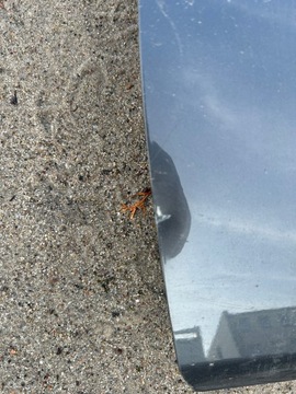 фото thumb №3, Двері ліві mazda mx5 4 iv nd 2015- n24359010