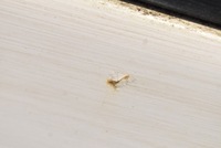 фото thumb №6, Кришка багажника багажника задня задня білий peugeot partner 1 i 96-02