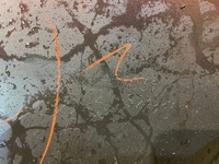 фото thumb №11, Mazda cx5 cx-5 ii 2 kf lift 22-25 бампер перед передній решітка радіатора