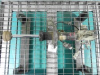 Купить Амортизатор перед левый ids opel astra iii h, фото thumb