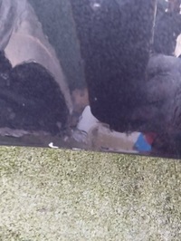 фото thumb №13, Капот крышка двигателя opel zafira c 12-