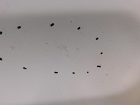 фото thumb №5, Дверь правое перед transit connect 1.8tdci 06r