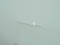 фото thumb №8, Citroen ds3 09-14 ewp бампер задняя