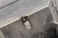 фото thumb №7, Pas передній volvo c70 ii cabrio 08620121 2.52l бензиновий 162kw 2006