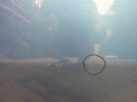 фото thumb №10, Дверь alfa romeo 147 3d 00-10r. левая передние 203b