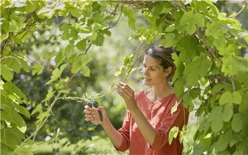 Садовые секаторы ручные ножницы легкие острые