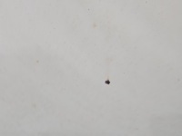 фото thumb №2, Капот передняя renault master ii 03-10 белый