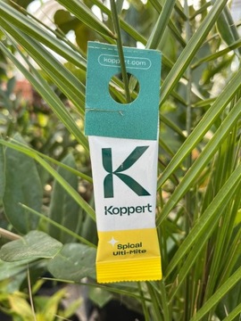 5x Spical Ulti-Mite Dobroczynek ZWALCZA PRZĘDZIORKI | BIO ROZTOCZA