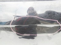 фото thumb №3, Дверь задние левая vw golf vii 5d хэтчбек lc9x