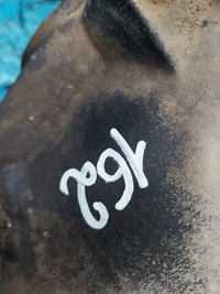 фото thumb №10, Редуктор диференціал mercedes w211 2.47 a2303510508g зад