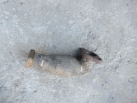 фото thumb №1, Jeep wrangler jl sahara 4d 2.2 d 2018+ трубка egr