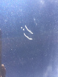 фото thumb №10, Audi a8 d3 lz5d двері ліва передні лівий перед