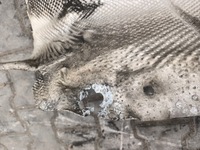 фото thumb №8, Защита тепловая туннель audi a3 8p 1k0825671n