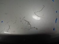 фото thumb №5, Kadjar дзеркало праві 13 pin ted69 асистент європа