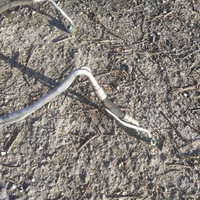 фото thumb №5, Трубка шланг кондиционера skoda octavia ii 2 fl 1.4 tsi 1k0820741 at