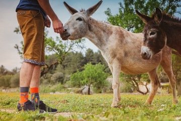 Skarpetki w osły marchewki- Spox Sox- r. 40-43