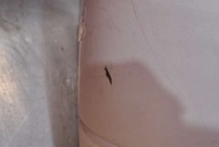 фото thumb №9, Бампер перед передний белый dacia sandero 2 ii 12-20