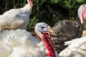 КОРМ NATURKA TURKEY TURKEY 2 25 кг КРОШКА