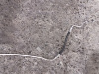 Шланг кондиціонера патрубок mercedes ml w163 2.6 cdi дизель Недорого, фото thumb