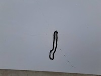 фото thumb №2, Citroen berlingo rifter combo капот кришка