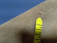 фото thumb №7, Bmw x5 e70 оббивка обшивка багажника правий 7145910