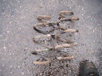 фото thumb №1, Renault koleos 1 i 07- 2.0dci 4x4 пружины задняя