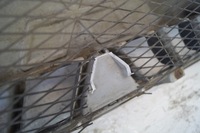 фото thumb №10, Решітка радіатора решітка радіатора mitsubishi pajero iii mn117713/4