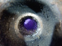 фото thumb №5, Chevrolet kalos 1.2 поворотный кулак перед правая abs