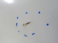 фото thumb №5, Vw transporter t5 04- дверь зад задние правые