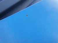 фото thumb №10, Kia sportage iii капот крышка двигателя 5b оригинал