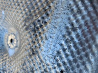 фото thumb №7, Защита тепловые выхлоп бака глушителя bmw x3m f97 x4m f98 комплект 8065977 8