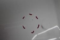 фото thumb №7, Капот кришка двигуна chrysler town country 07-