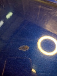 фото thumb №7, Дверь левая задние kia cerato ex k: 6k