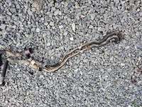 фото thumb №8, Помпа wody шланг citroen berlingo iii 1.6 hdi #5462